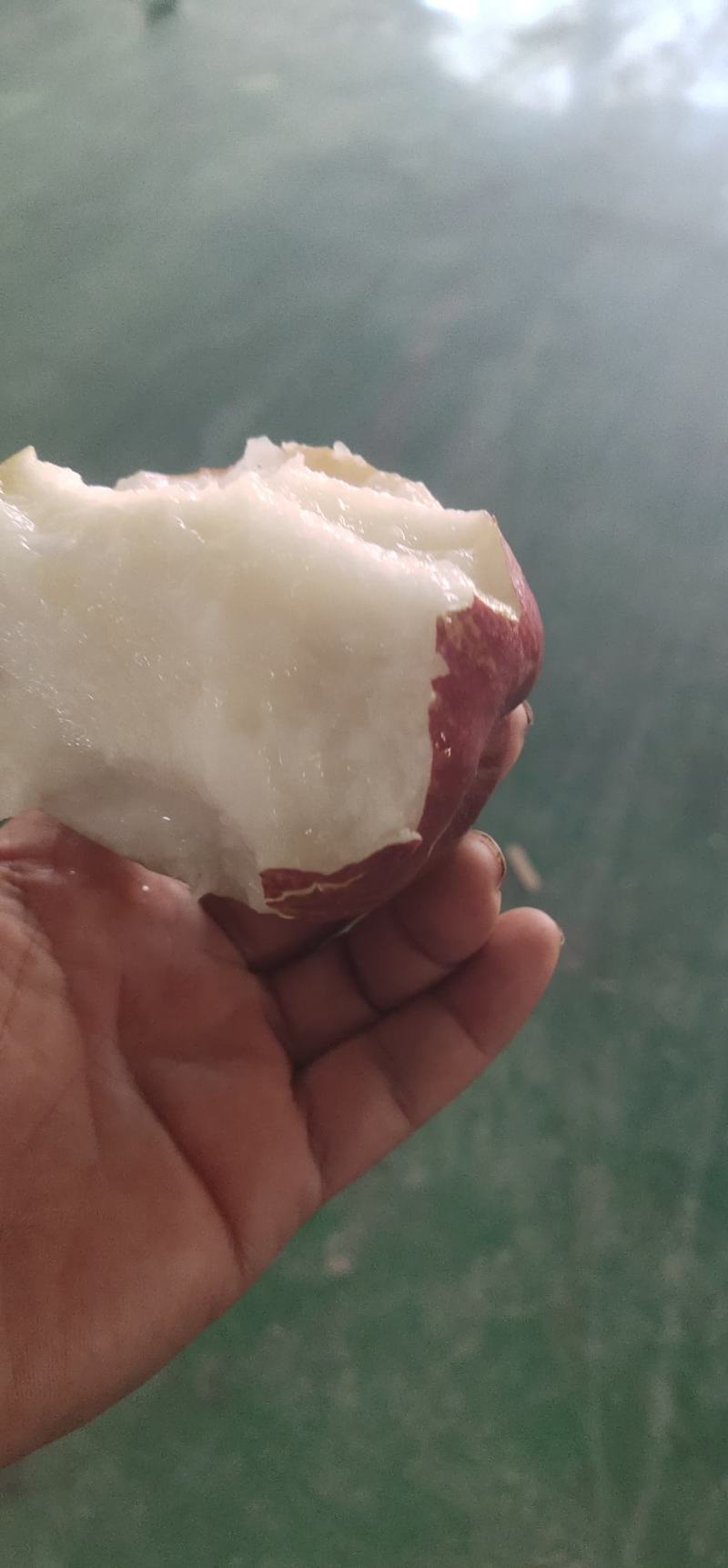 彩虹梨