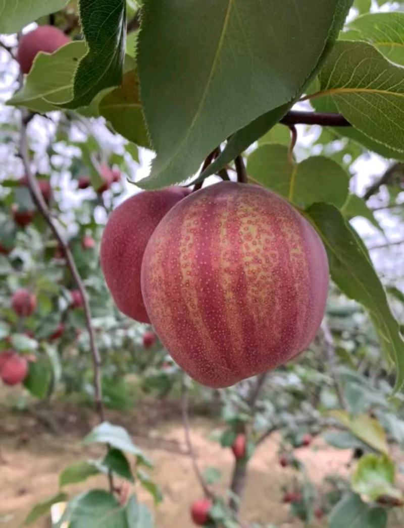 彩虹梨