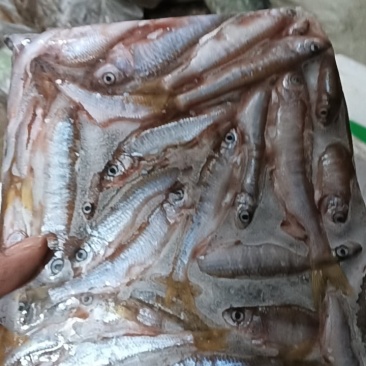 鸭绿江小嘴马口鱼