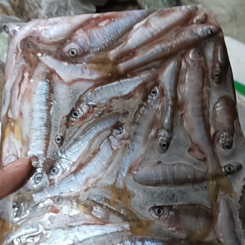 鸭绿江小嘴马口鱼