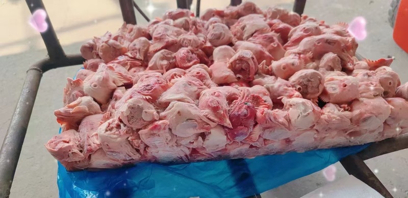 肉鸡头