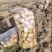 v7土豆内蒙古土豆大量供应中品种齐全对接全国市场等