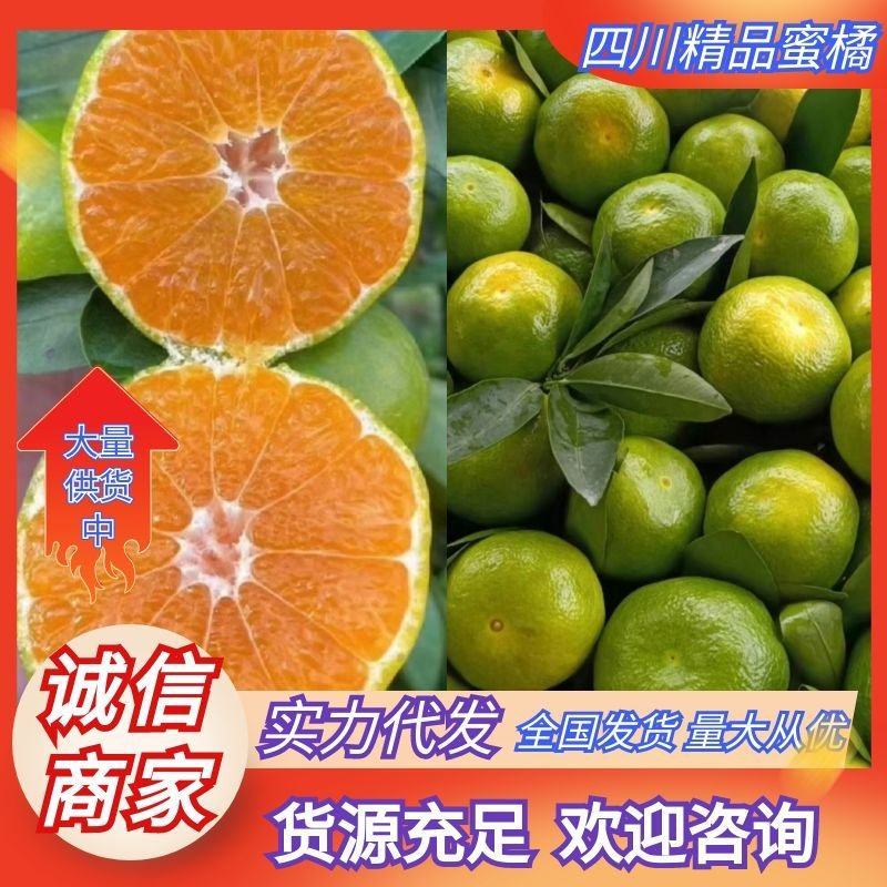 四川资中蜜橘高山早熟蜜橘品质保证量大从优全国发货