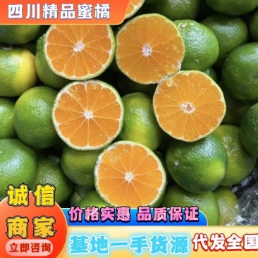 四川资阳蜜橘早熟蜜橘产地直供量大从优全国发货