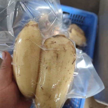 精品真空包装莲藕