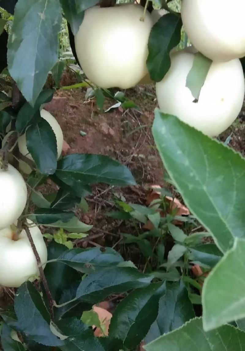 闷袋苹果，大量上市，欢迎前来选购