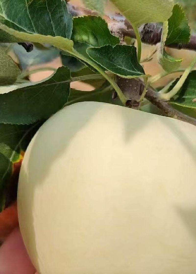 闷袋苹果，大量上市，欢迎前来选购