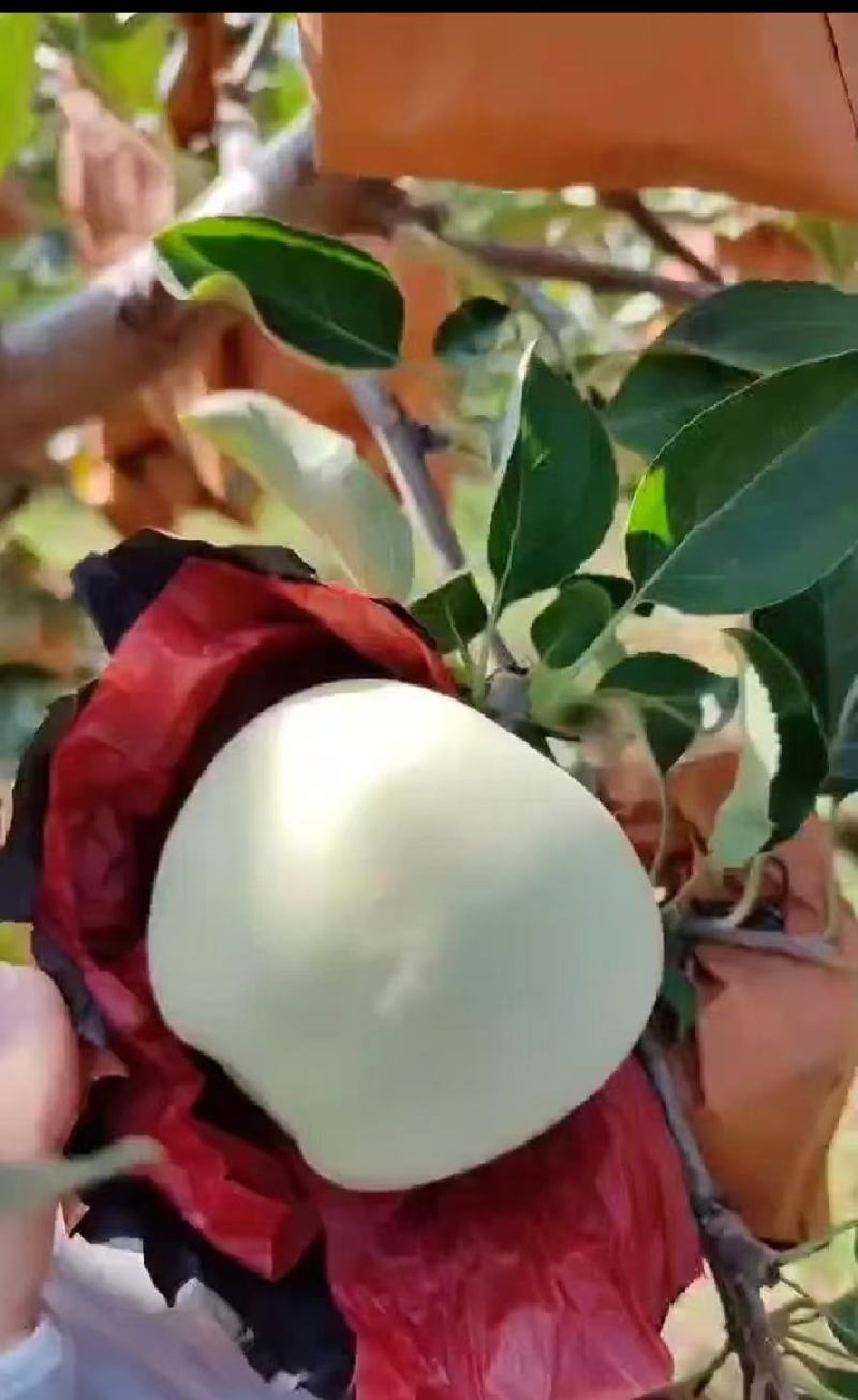 闷袋苹果，大量上市，欢迎前来选购
