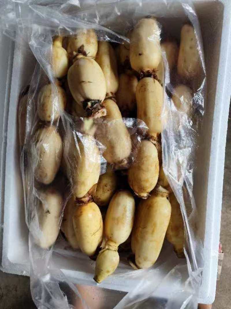 精品真空包装莲藕