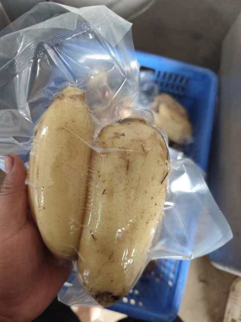 精品真空包装莲藕
