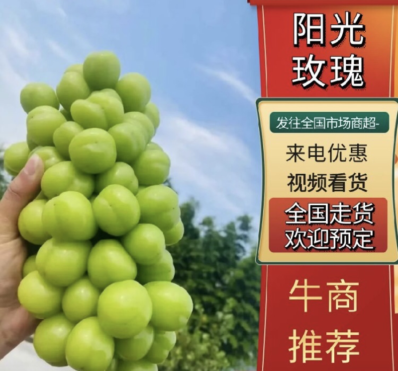 河南大型阳光玫瑰果园，泌阳种植原产地欢迎来电