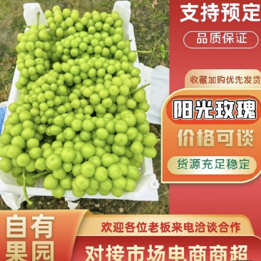 驻马店阳光玫瑰葡萄产地一手货源品质优良欢迎来电咨询