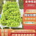 驻马店阳光玫瑰葡萄产地一手货源品质优良欢迎来电咨询
