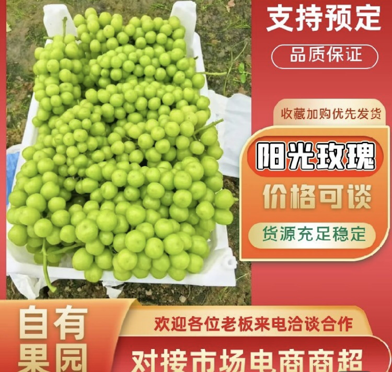 驻马店阳光玫瑰葡萄产地一手货源品质优良欢迎来电咨询