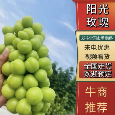 阳光玫瑰大型精品果园产地直供对接全国