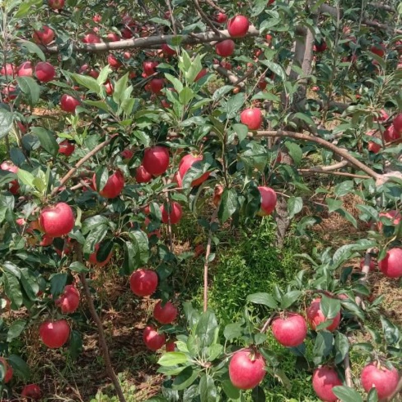 绥中大量旮嘎啦苹果上市，高中低档次都有基地直发一条龙服务