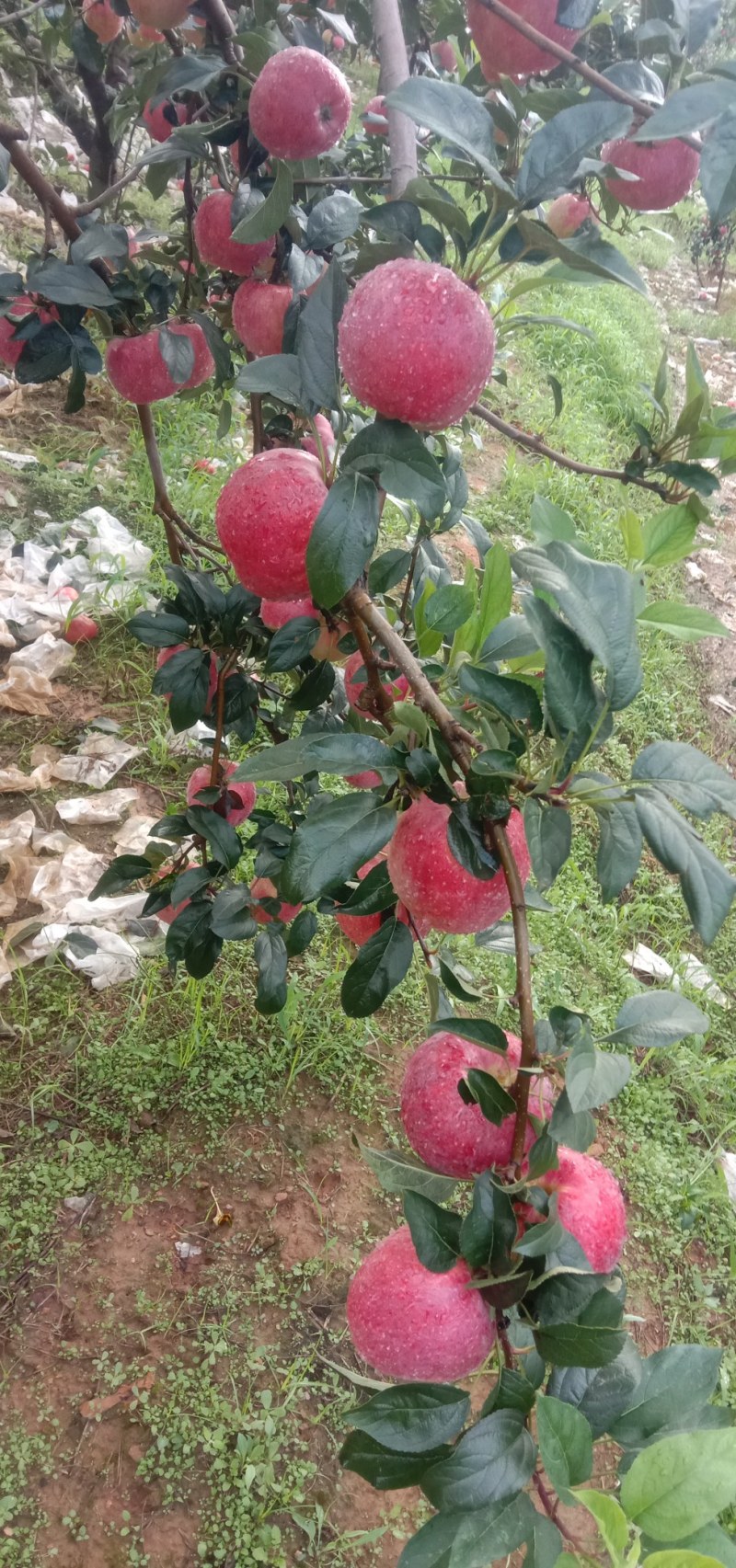 绥中大量旮嘎啦苹果上市，高中低档次都有基地直发一条龙服务