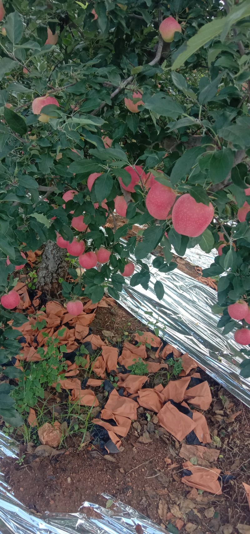 绥中大量旮嘎啦苹果上市，高中低档次都有基地直发一条龙服务