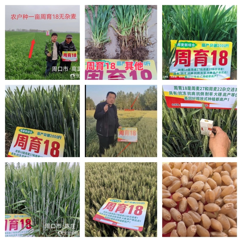 小麦种子，只限河南区域种植，批发，代理！