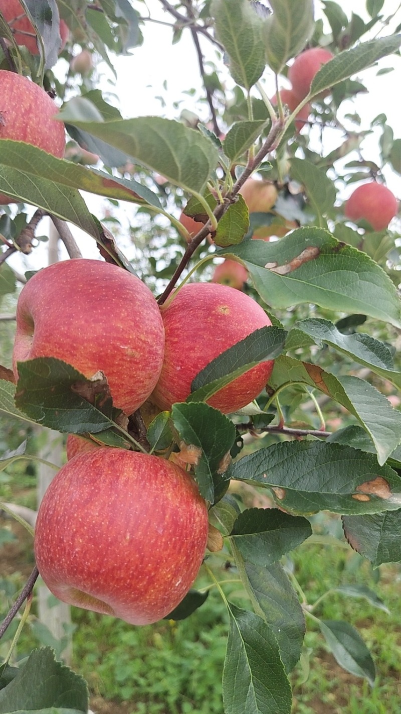 四川大凉山盐源糖心苹果，产地直供，货源充足，离城市最远，