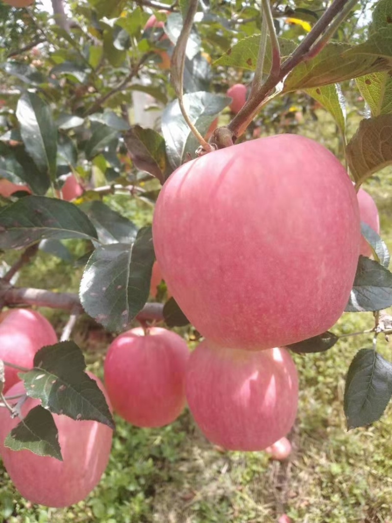 四川大凉山盐源糖心苹果，产地直供，货源充足，离城市最远，