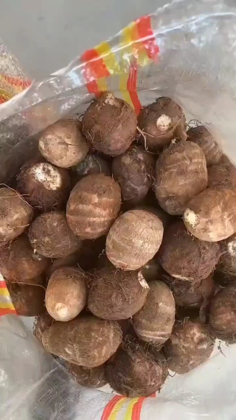 山东毛芋头上市中，可分级挑选，供应市场超市电商一件代发
