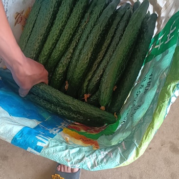 贵州黄瓜密刺黄瓜吃味好耐运输，价格实惠，产地直供一手货源