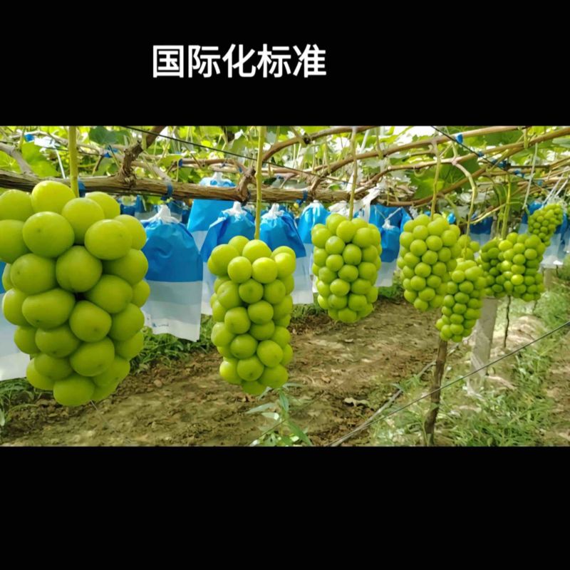 陕西阳光玫瑰，专业团队，对接电商，社区团购，商超市场。