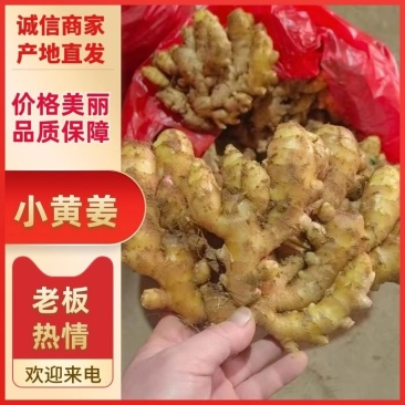 山东优质小黄姜生姜原产地低价对接全国市场