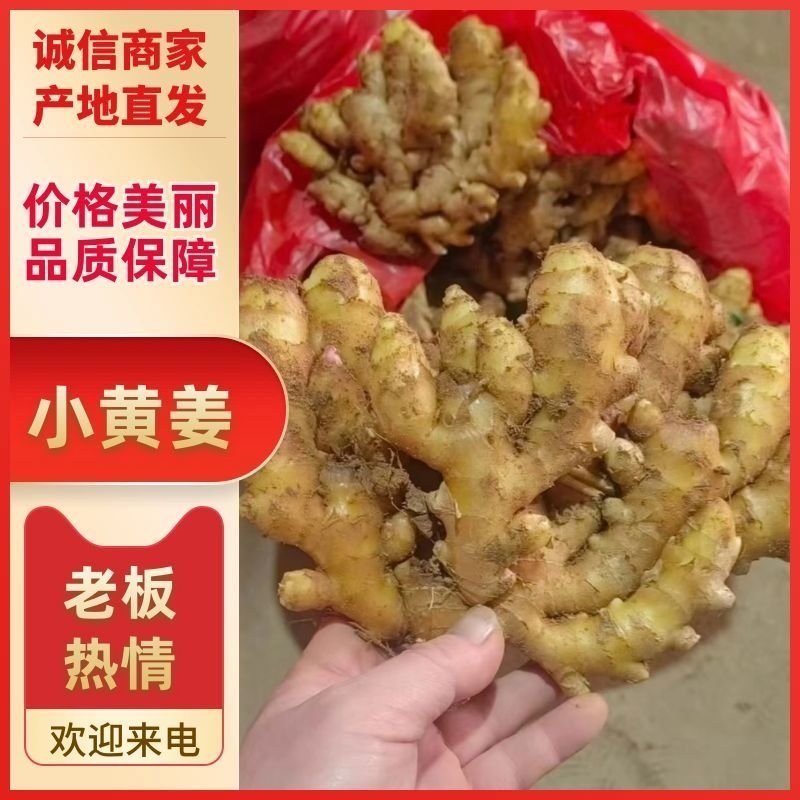 山东优质小黄姜生姜原产地低价对接全国市场