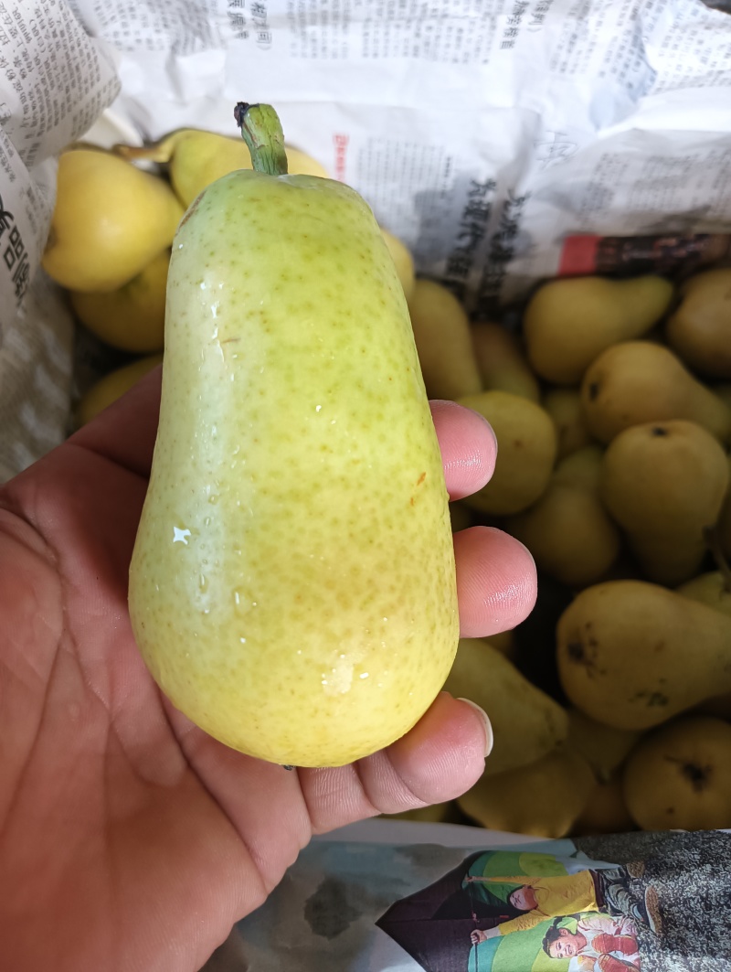 【进店】巴梨洋梨葫芦梨黄梨脆甜多汁电商超市供应