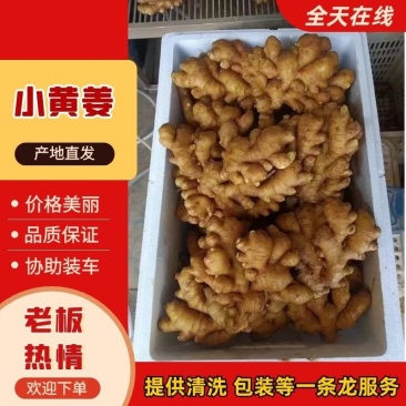 四川精品小黄姜一手货源价格实惠支持全国发货