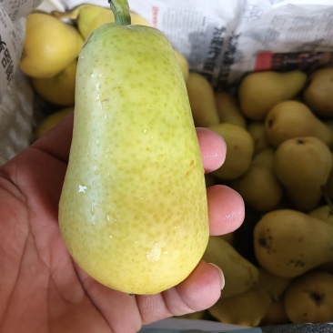 【进店】巴梨洋梨葫芦梨黄梨脆甜多汁电商超市供应