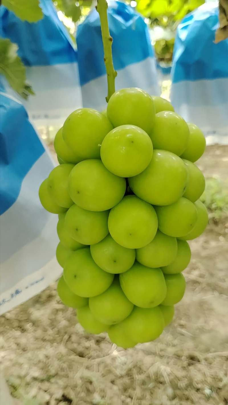 陕西阳光玫瑰，专业团队，对接电商，社区团购，商超市场。