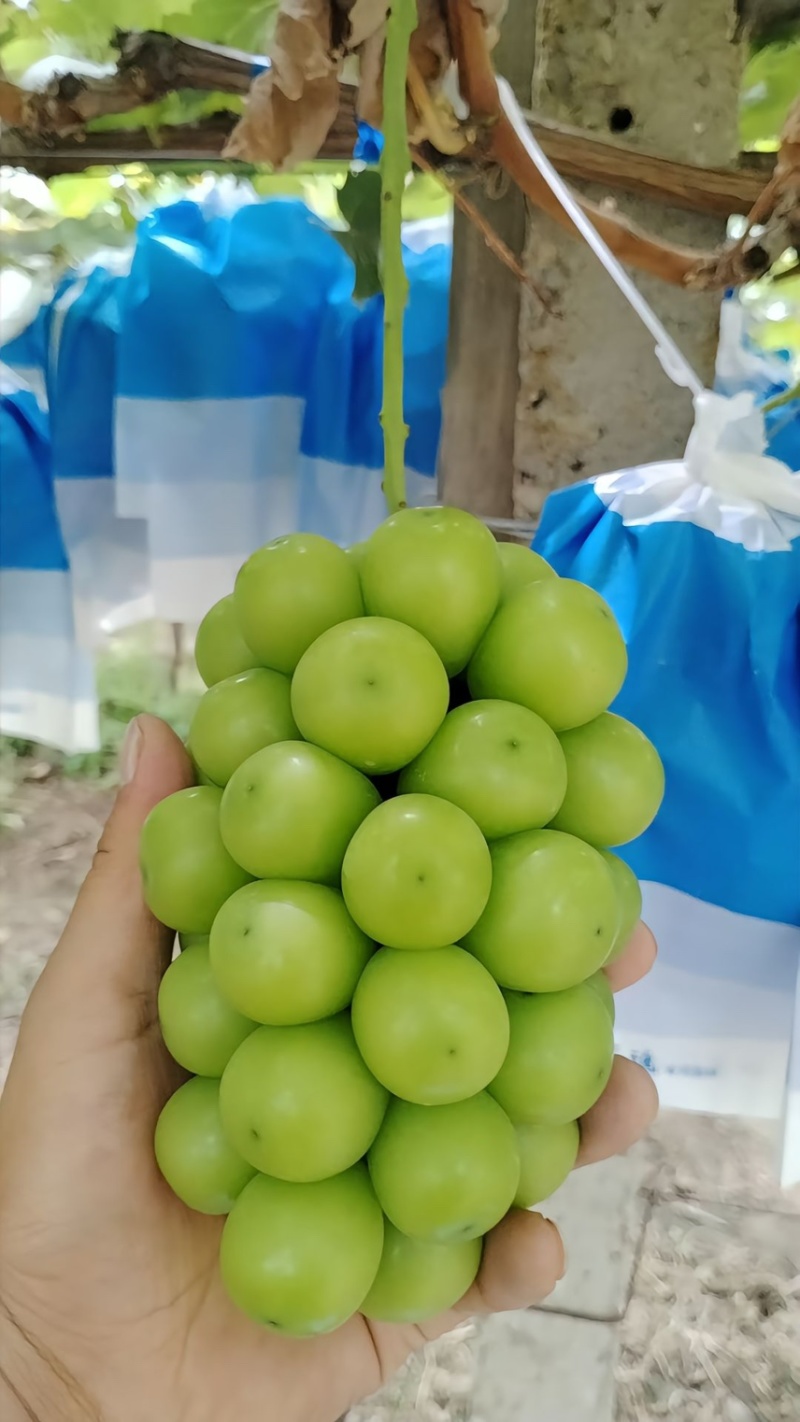 陕西阳光玫瑰，专业团队，对接电商，社区团购，商超市场。