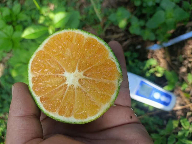 资阳一手货源早蜜新津皮靓水多无籽好剥皮甜皮薄支持视频看货
