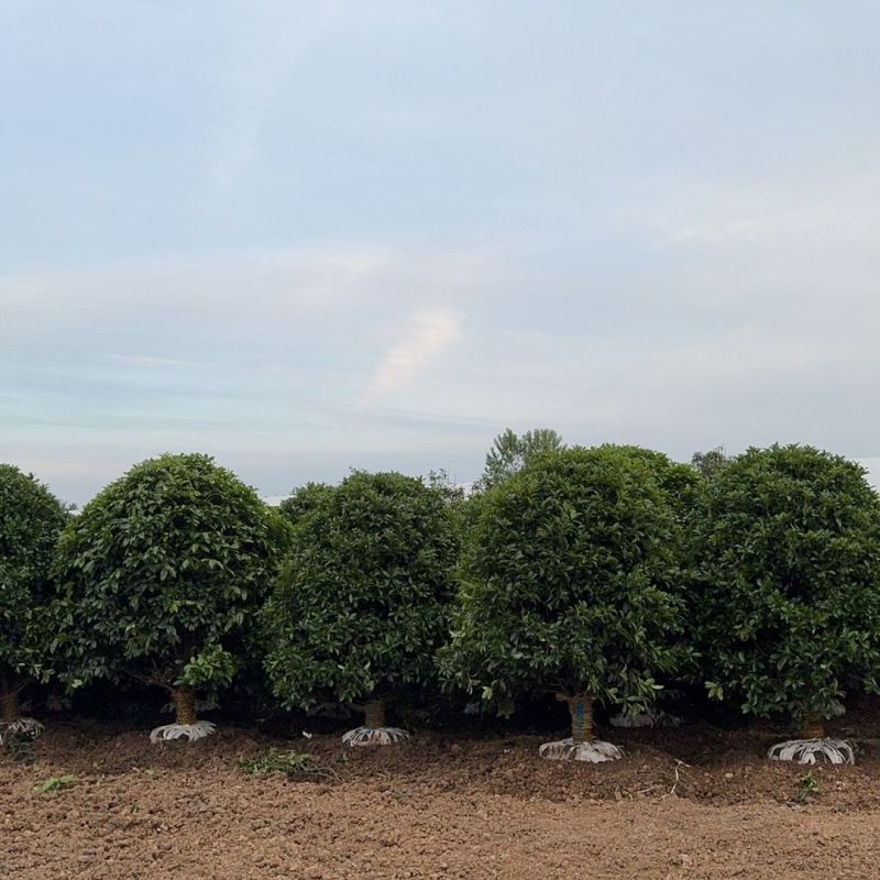 新款精品大颗桂花树金桂浓香型工程别墅行道树庭院**耐寒移