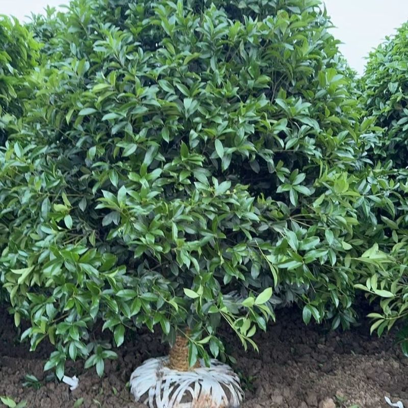 新款精品大颗桂花树金桂浓香型工程别墅行道树庭院**耐寒移