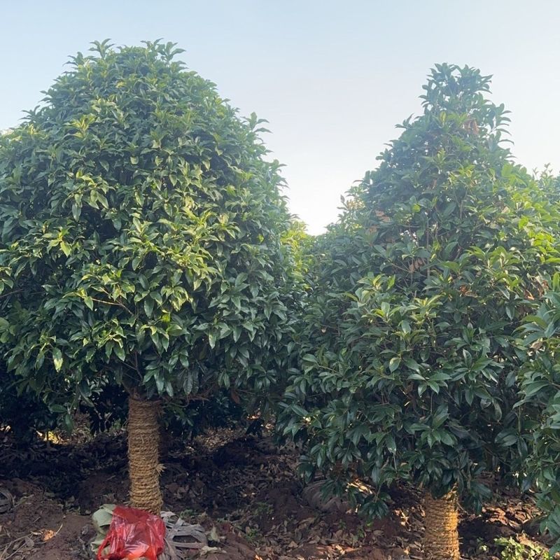 新款精品大颗桂花树金桂浓香型工程别墅行道树庭院**耐寒移