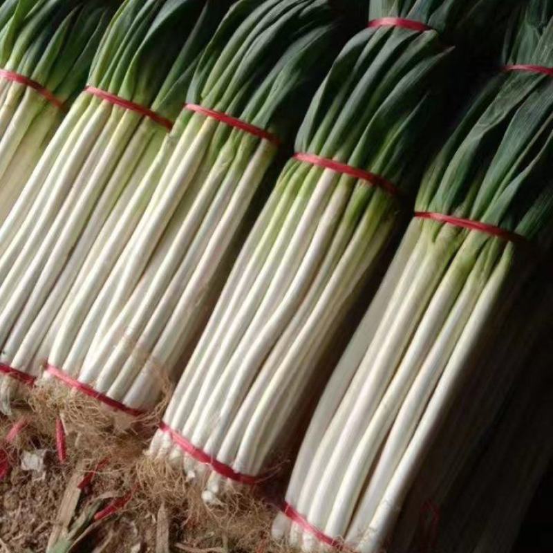 辽宁大葱/锦州大葱/货量充足/大量出货