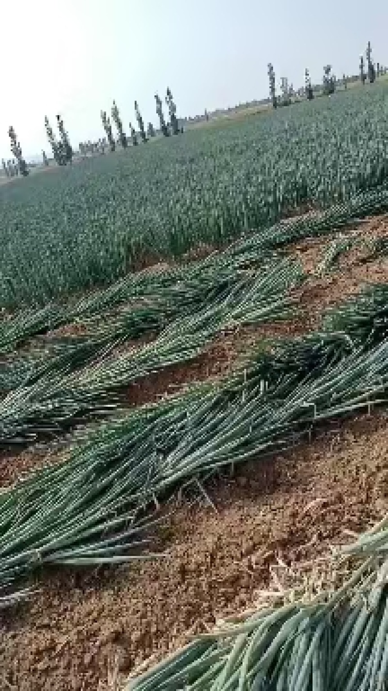 辽宁大葱/锦州大葱/货量充足/大量出货
