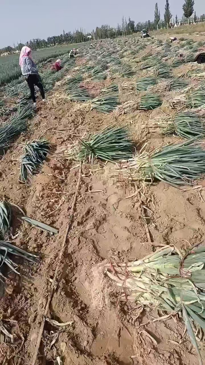 辽宁大葱/锦州大葱/货量充足/大量出货