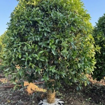 四季桂花树浓香型盆栽庭院金桂花卉室内易活景区正宗正宗桂花