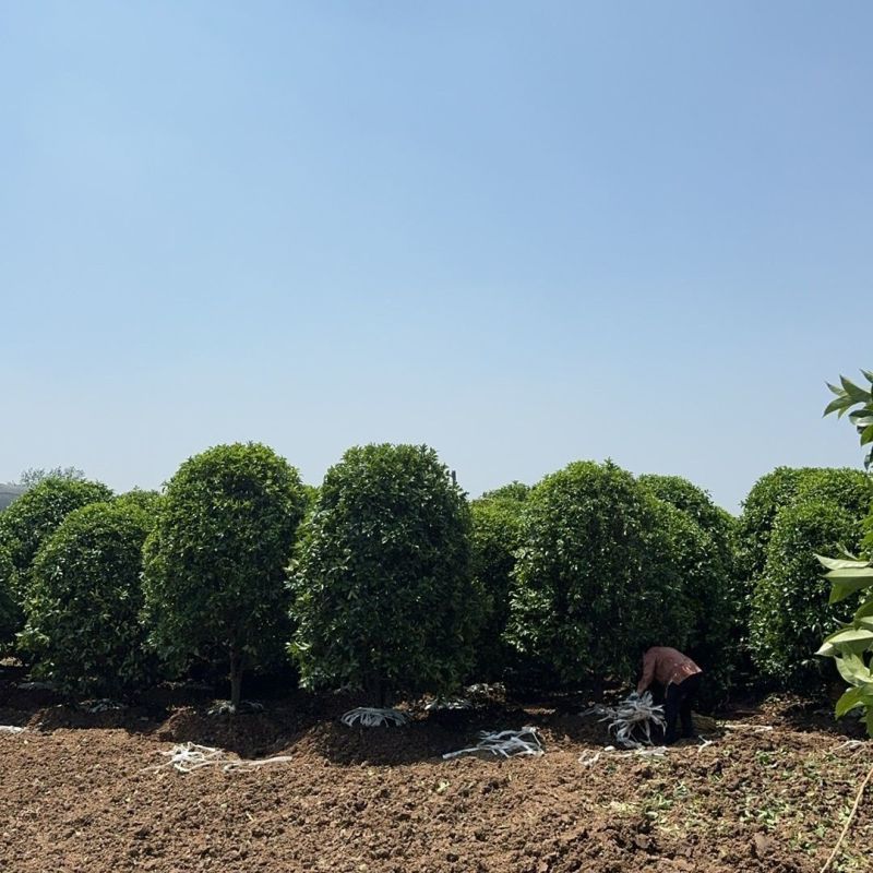 四季桂花树浓香型盆栽庭院金桂花卉室内易活景区正宗正宗桂花