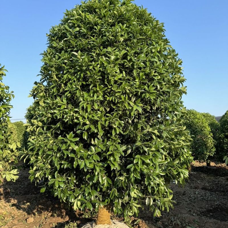四季桂花树浓香型盆栽庭院金桂花卉室内易活景区正宗正宗桂花