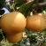 山东费县秋月梨产地直发量大从优价格美丽欢迎来电