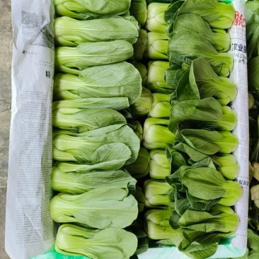【推荐】精品上海青大量供货产地直发欢迎老板订购