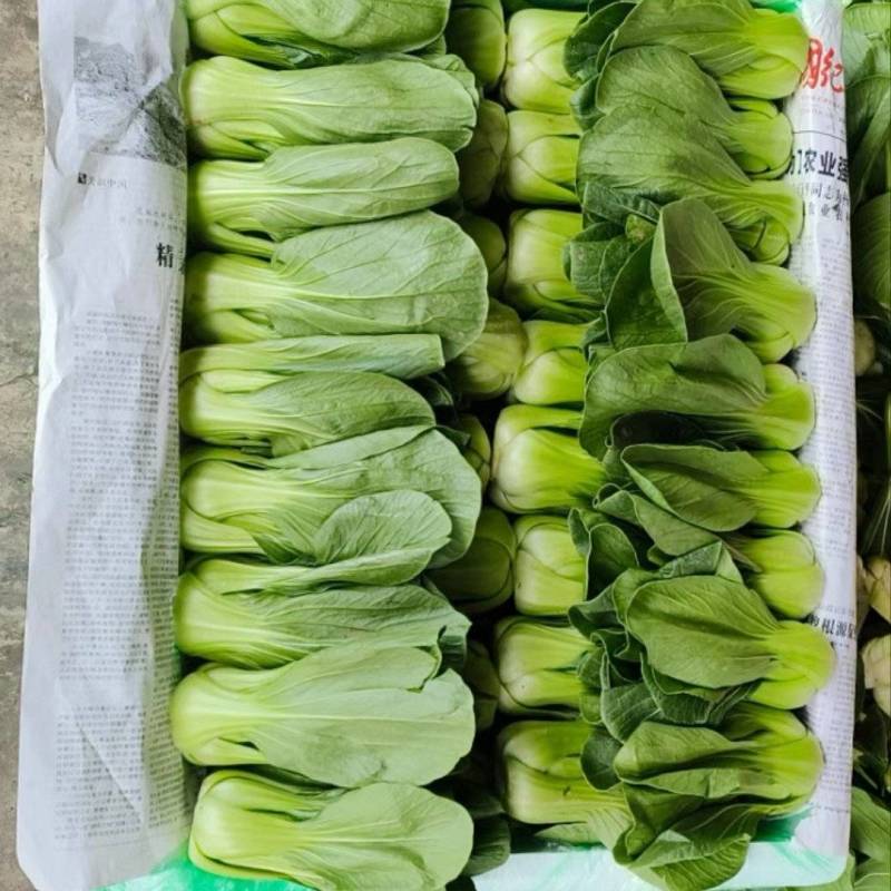 【推荐】精品上海青大量供货产地直发欢迎老板订购