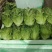 生菜