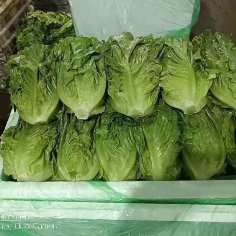 生菜